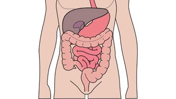 소화기계 및 비뇨기계 이해하기