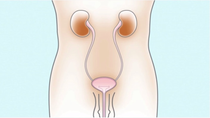 남성 방광의 기능