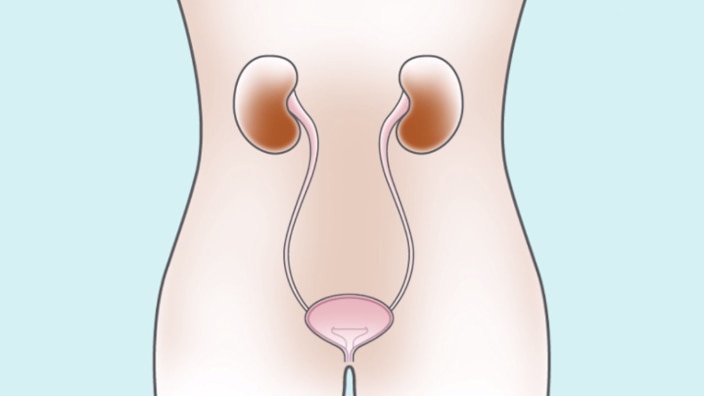 여성 방광의 기능 이해하기